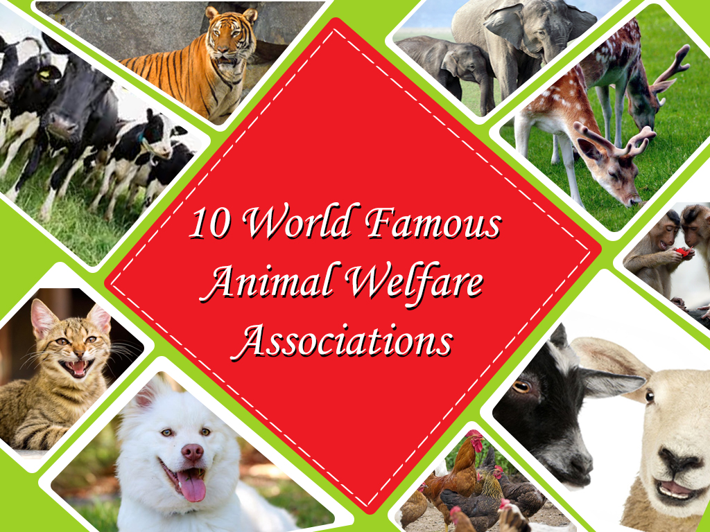 10 World Famous Animal Welfare Associations - Dollon's