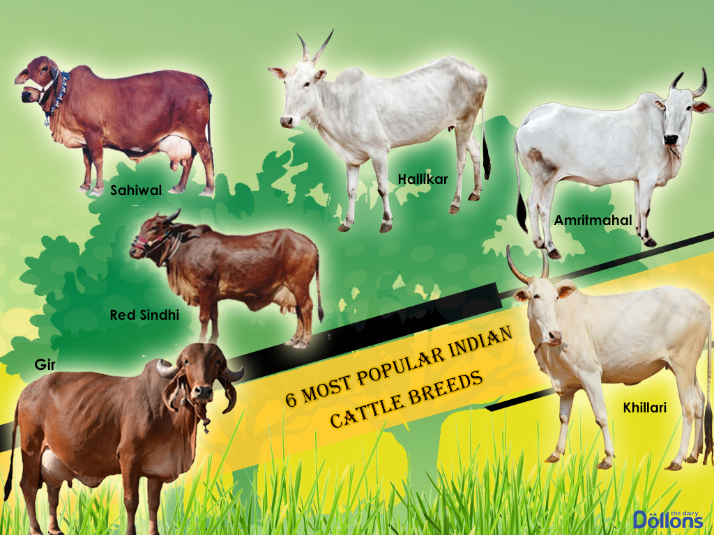 6 Most Popular Indian Cattle Breeds - Dollon's